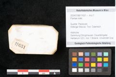 Foto (Objekt + Etikett) von Plantae indet.  (NHMW-GEO-2024-0188-11631)